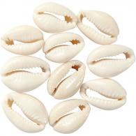 CC Shell, natural, L: 20 mm, 12 pc/ 1 pack - #591212