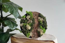 LC DIY Moss Wall White - #599725